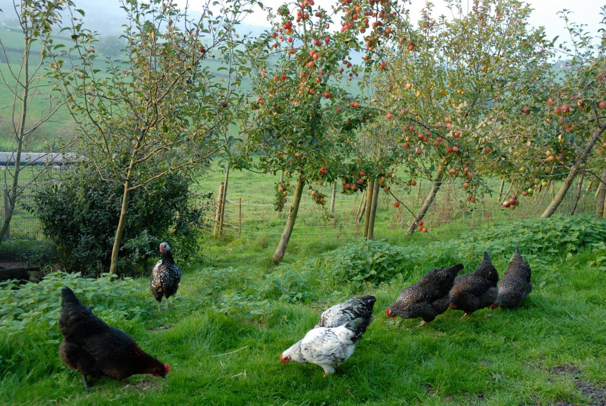 Gasthaus T'S At Lower Rudloe Farm Corsham Exterior foto